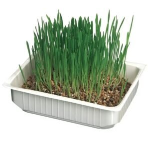 HERBE à Chats – Coco- LeoPet – Image 2